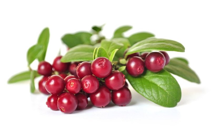 Гидролат Брусники  